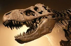 Tyrannosaurus Rex had een neusje voor voedsel