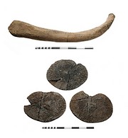 Gasunie schenkt botten uitgestorven walvis aan museum Naturalis