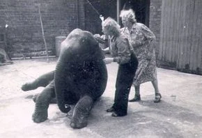 Olifant Sheila met Denise en haar moeder Irene (foto's: Belfast Zoo)