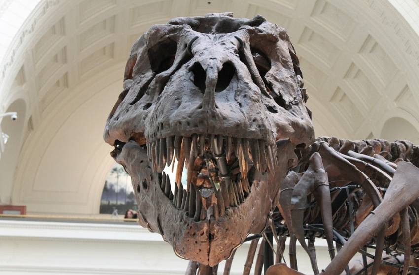 Tyrannosaurus Rex (cc - Pixabay)
