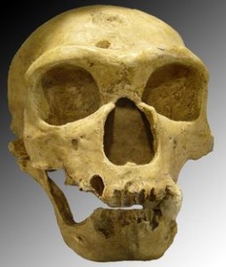 Schedel van de homo neanderthalis