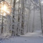Sneeuw in een bos