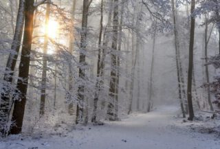 Sneeuw in een bos