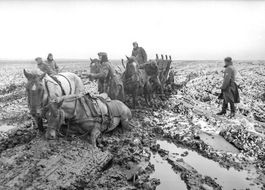 Duitse paarden vast in de modder – Foto: Bundesarchiv – Maart 1942