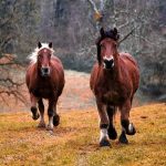 Paarden (cc - Pixabay - 3938030)