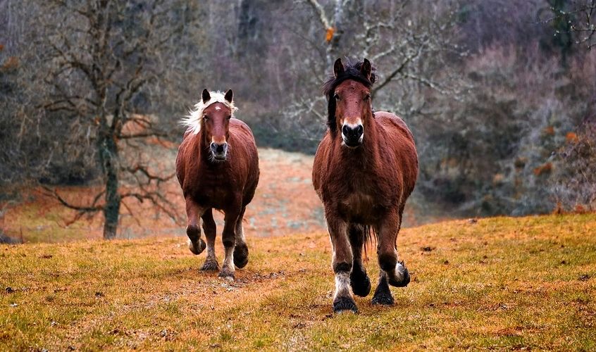 Paarden (cc - Pixabay - 3938030)