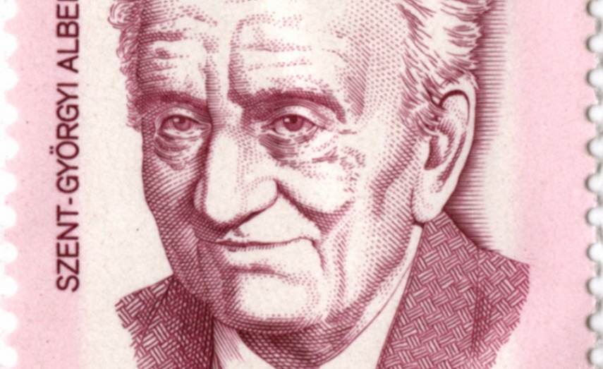 Albert Szent-Györgyi (1893-1986) - Hongaarse arts en Nobelprijswinnaar