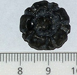 Marit's fossil sea urchin, photo Ecomare