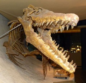 Reconstructie van een skelet van een Mosasaurus Hoffmani in het Natuurhistorische Museum in Maastricht