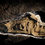 De schedel van de tyrannosaurus rex die door Naturalis gevonden is - Servaas Neijens, Naturalis