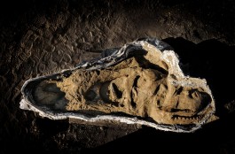 De schedel van de tyrannosaurus rex die door Naturalis gevonden is - Servaas Neijens, Naturalis