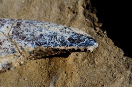 Punt van een T.rex tand, de kartelrand is goed te zien - Servaas Neijens, Naturalis