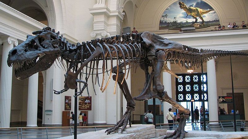 Skelet van de bekende Tyrannosaurus Rex 'Sue' - Foto: CC/Steve Richmond