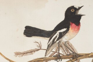 William Swainson – Engelse ornitholoog en natuuronderzoeker
