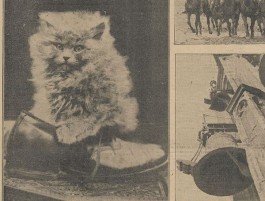 Foto van een kat in het Algemeen Handelsblad, 1931 (KB)