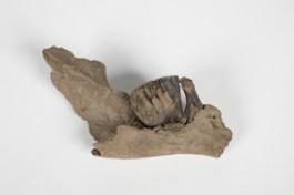 Onderkaak van een jonge mammoet die in Den Bosch werd gevonden - Foto: Gemeente Den Bosch