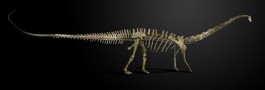 Diplodocus longus - Foto: Summers Place Auction