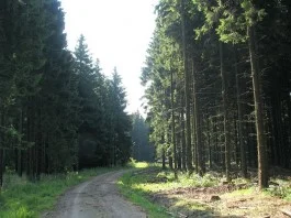 Hürtgenwald - Foto: Wiki / Michael Fiegle