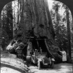 Wawona Tree, Yosemite National Park (1939)