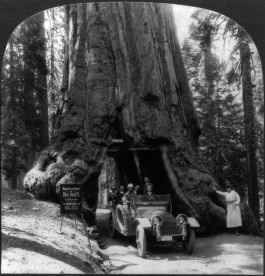 Wawona Tree, Yosemite National Park (1939)