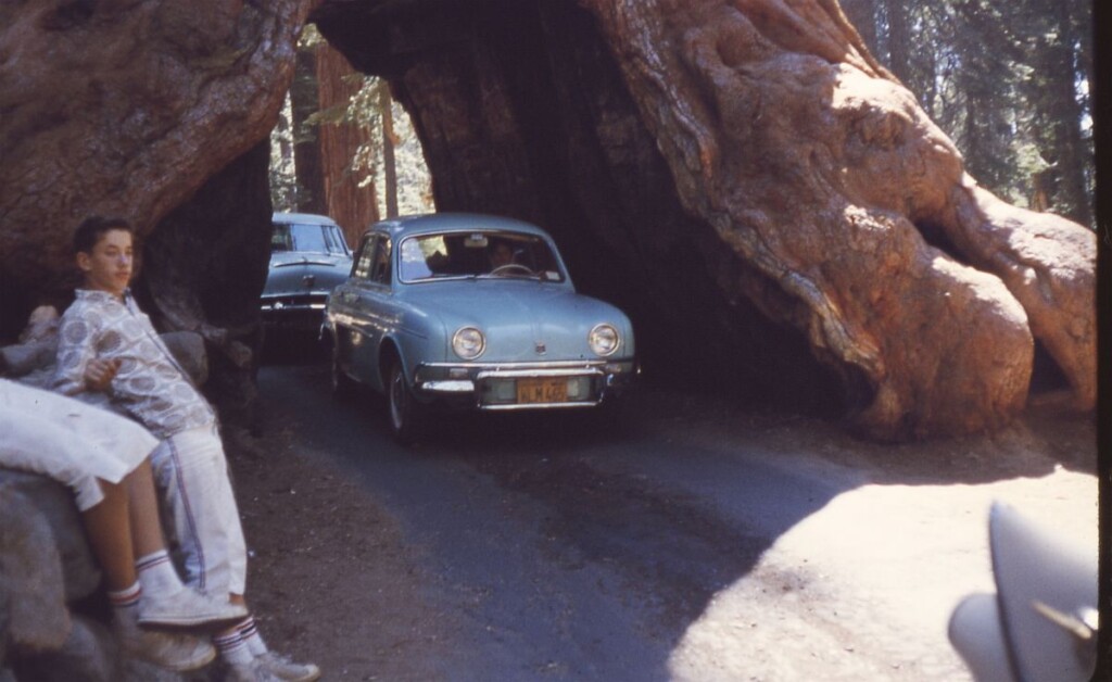 Wawona Tunnel Tree, augustus 1962