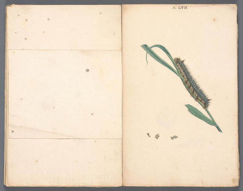 Anoniem, Handschrift met tekeningen van rupsen, ca. 1754-1758, collectie Teylers Museum