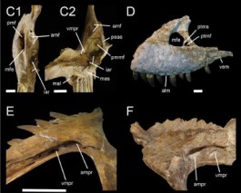 Fragmenten die van de Torvosaurus gurneyi gevonden zijn