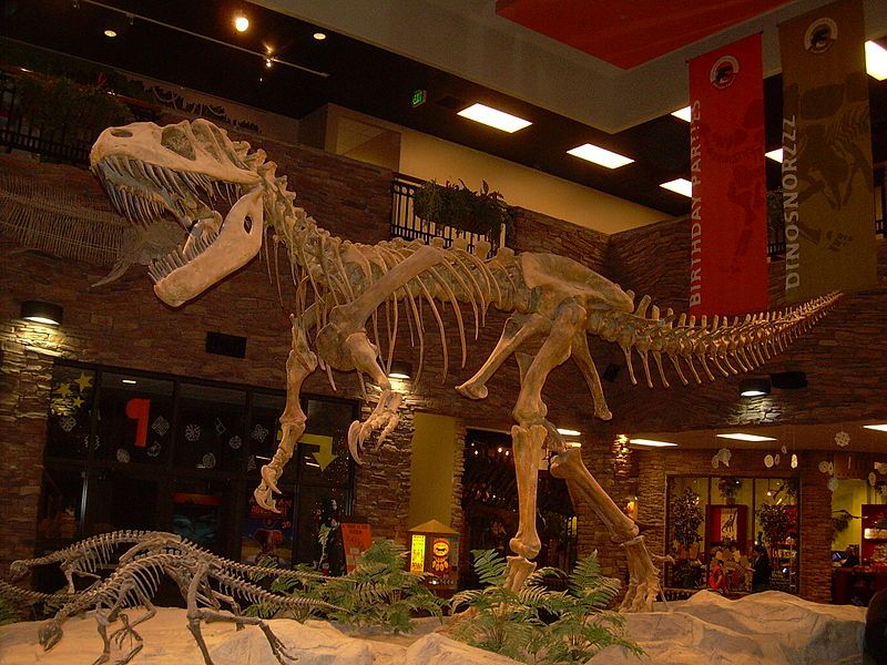 Fossiel van de Torvosaurus tanneri (CC BY-SA 3.0 - Ninjatacoshell - wiki)