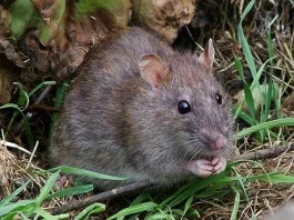 Wilde rat - Foto: CC