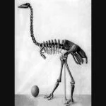 Olifantsvogel met ei, 1913