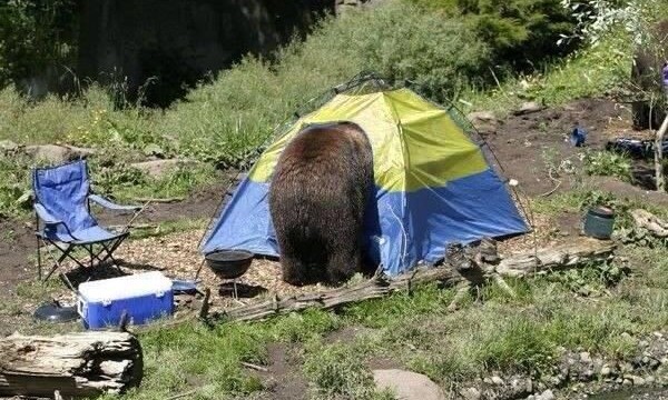 De situatie in Oekraïne op een massaal via Twitter verspreide foto: de Russische beer breekt in in een uiterst kwetsbaar Oekraïens (geel-blauw) tentje.