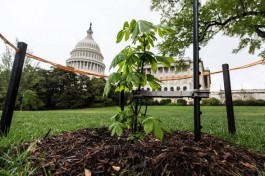 Loot Anne Frank boom op Capitol Hill (BZ)