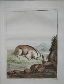 Vosmaer, Aernout. Natuurkundige beschryving eener uitmuntende verzameling van zeldsaame gedierten[…], Amsterdam: s.n., 1804.[MMW 103 E 20]