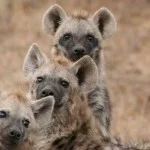 Hyena's - stck.xchng