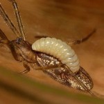 Spin met een wespenlarf als parasiet op de rug - cc