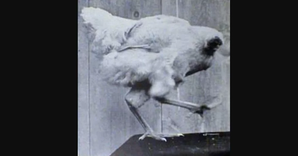 Miracle Mike - The Headless Chicken