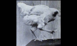 Miracle Mike - The Headless Chicken