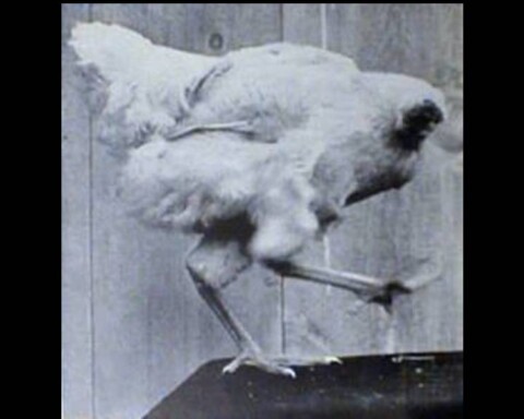 Miracle Mike - The Headless Chicken
