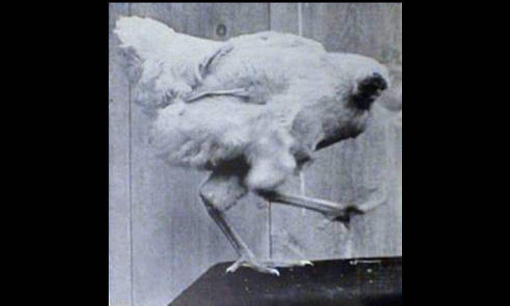 Miracle Mike - The Headless Chicken