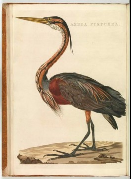 Purperen reiger. Uit: C. Nozeman e.a., Nederlandsche vogelen. Deel 4.  Amsterdam, 1809. Coll. Koninklijke Bibliotheek, Den Haag 