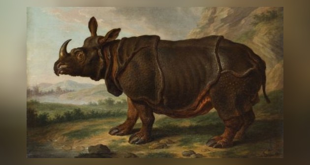 De Leidse Rhinoceros, Johann Dietrich Findorff (Collectie Staatliches Museum, Schwerin)