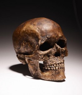 Replica van een neanderthaler-schedel (RMO)