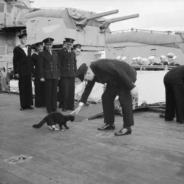 Winston Churchill aait een kat