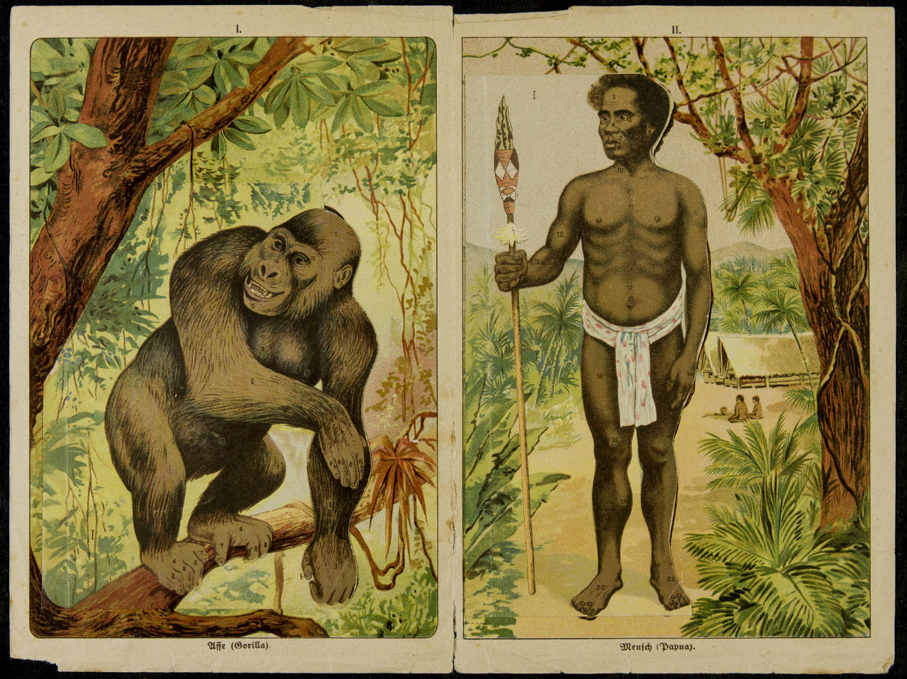 De afstamming van de aap, na Darwins Origin of Species een geliefd thema in populair wetenschappelijke boeken (Eine vergleichende Ubersicht des inneren Körperbaues von Affe und Mensch, ca. 1900, part. coll.)