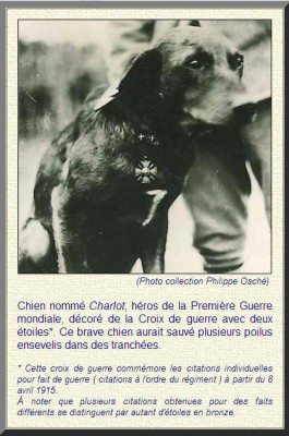 Hond Charlot gespecialiseerd in het opsporen van soldaten in loopgraven die door bombardementen levend onder de grond terecht komen hier als oorlogsheld gedecoreerd