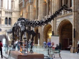 Dippy in het Natural History Museum - cc