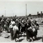 Kaalgeschoren vrouwen, geselecteerd voor dwangarbeid (Auschwitz Album, mei 1944)