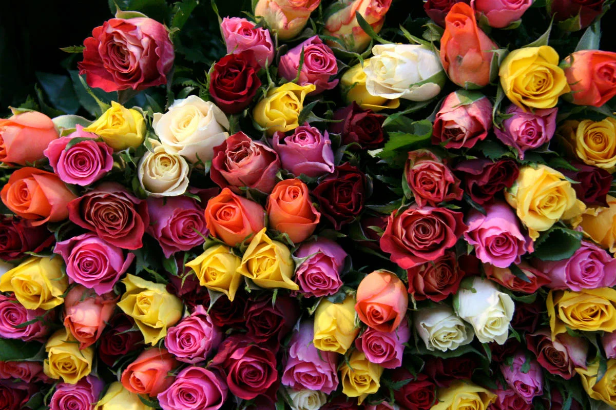Bloemen zijn nog altijd populair als Valentijnsdag-presentje (stck.xchng)