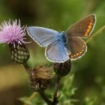 Icarusblauwtje, vlinder - cc
