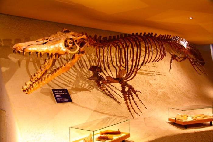 Mosasauriërs waren reusachtige hagendissen die perfect aangepast waren aan het leven in de zee. In totaal kennen we 5 soorten Mosasauriers. Deze Mosasauris is het hele jaar door te bewonderen in het Natuurhistorisch Museum, de Boquetplein 3, te Maastricht.